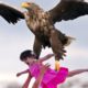 Top six Eagle Attack | Wild Animal Attack |Animal Fights | Eagle Attack 2018