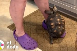 Tortuga adora treparse sobre la pierna de su abuela para recibir bocadillos | El Dodo