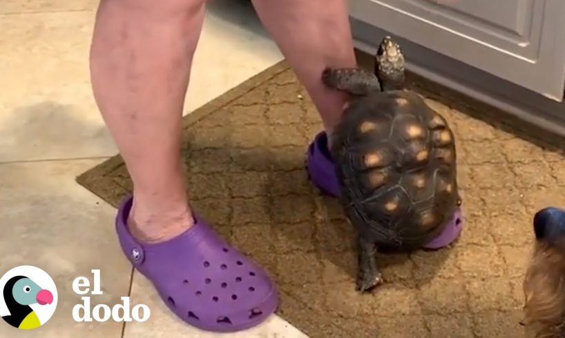 Tortuga adora treparse sobre la pierna de su abuela para recibir bocadillos | El Dodo