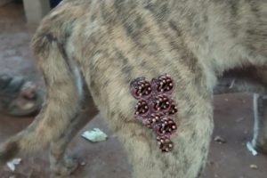 Treatment of Mango Worm on Dog Legs Saved by Large Injury - Animal Rescue - Mango Worm Removal 2021