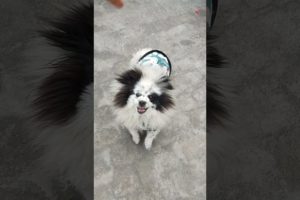 Tuffy Puffy playing 🥰🥰🥰#trending #shorts #viral #comedy #animals #nature #panda #family #cutedog