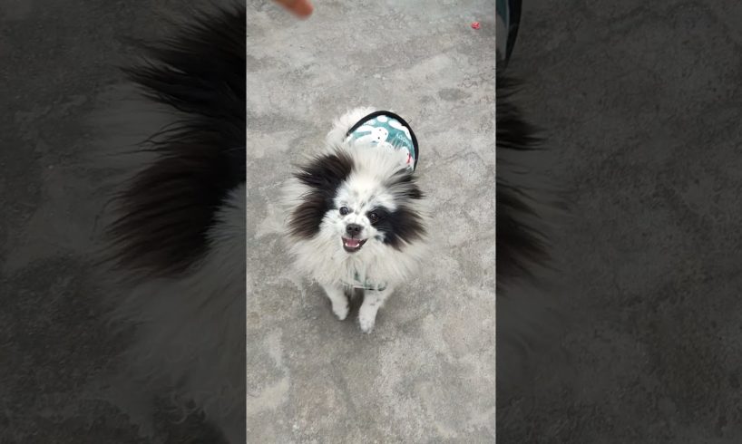 Tuffy Puffy playing 🥰🥰🥰#trending #shorts #viral #comedy #animals #nature #panda #family #cutedog