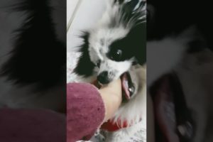 Tuffy Puffy playing with hand😄😄 #trending #shorts #viral #dogs #animals #tuffy #entertaining #family