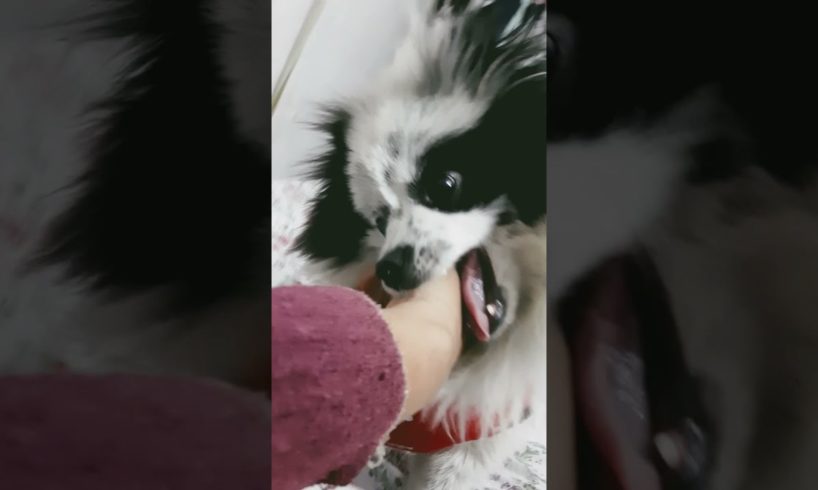 Tuffy Puffy playing with hand😄😄 #trending #shorts #viral #dogs #animals #tuffy #entertaining #family