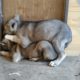 Two Poor Little Puppies Huddled Against The Wall, Not Daring to Look at Us When We Were Rescued