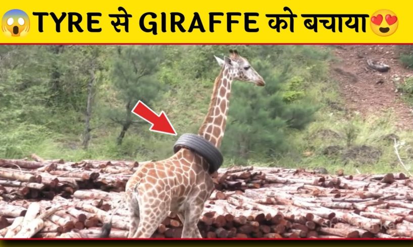 😱Tyre से Giraffe को बचाया 😍 || Giraffe rescued in Kenya || #shorts #facts