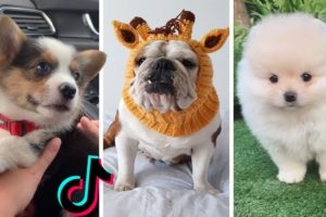 Ultimate Cutest PUPPIES & Funniest DOGS of TikTok Compilation (NEW) 🐕