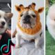 Ultimate Cutest PUPPIES & Funniest DOGS of TikTok Compilation (NEW) 🐕