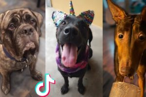 Ultimate Funniest Dogs & Cutest Puppies of TikTok Compilation 🥰