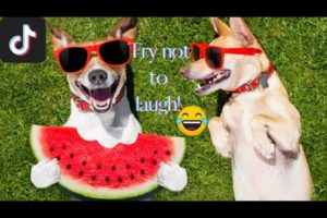 Ultimate Funniest Dogs and Cutest Puppies of TIKTOK