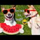 Ultimate Funniest Dogs and Cutest Puppies of TIKTOK