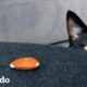 Un gato muy 'aterrador' está obsesionado con una almendra pequeña | Cat Crazy | El Dodo