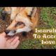 Update On The Foxes Rescued From A Fur Farm