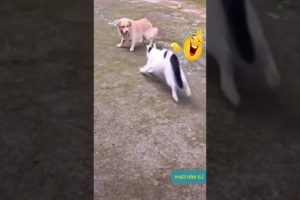 Very funny animal fights