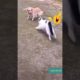 Very funny animal fights