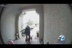 Video: Amazon delivery driver rescues 19-year-old and her dog as larger dog attacked them l ABC7