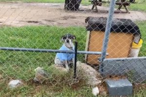 Village of rescuers came together to save pregnant dog living on chain and in the dirt about to give