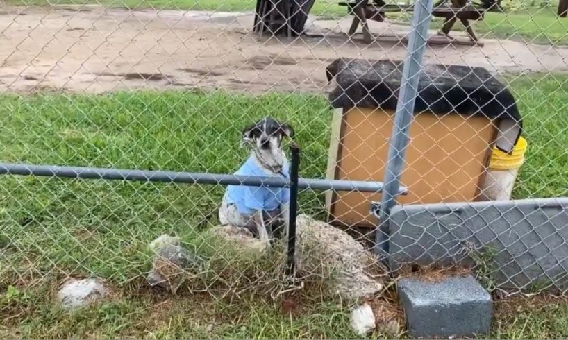 Village of rescuers came together to save pregnant dog living on chain and in the dirt about to give