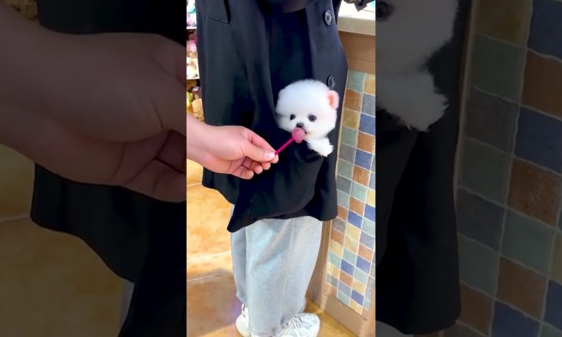 β WAIT β Cutest Puppies Ever ππππππ #34