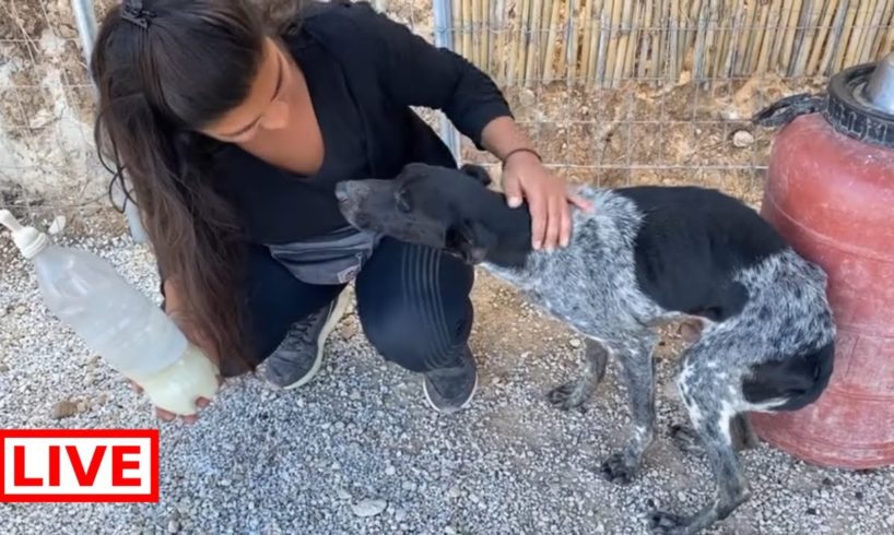 We named him Otis ❤️ he has so amazing character !- Takis Shelter