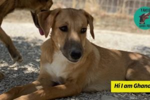 We need help with a new foster home in the Netherlands! - Takis Shelter