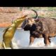 Wild Animal Fight Part 2! | Crocodile VS Buffalo