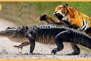 Wild Animal Fights Caught on Video | Tiger Vs Crocodile Who Will Win✨