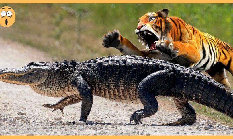 Wild Animal Fights Caught on Video | Tiger Vs Crocodile Who Will Win✨