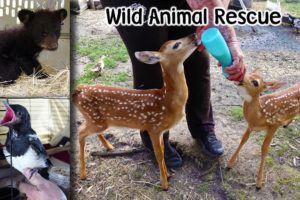 Wild Animal Rescues of 2021