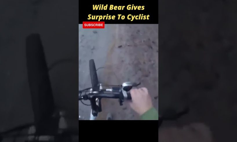 Wild Bear Gives Surprise To Cyclist | Fail Of The Week | Funny Trends #shorts