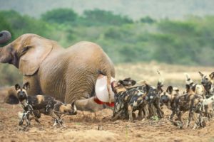Wild Dogs Stalk Elephants To Give Birth And The Ending | 1001 Animals