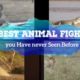 Wild animal Fights | Rihno vs Elephant | Crocodile vs Lion | Best Fight scene