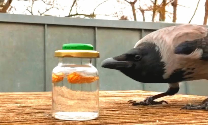 Wild crow visits woman daily to play games