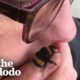 Woman And Her Rescued Queen Bee Have The Sweetest Bond | The Dodo Soulmates