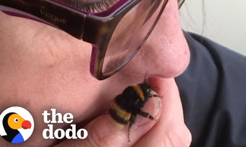 Woman And Her Rescued Queen Bee Have The Sweetest Bond | The Dodo Soulmates