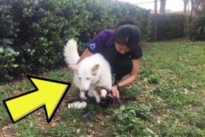 Woman Rescues Dog From Cage In Woods, Then Notices Its Legs