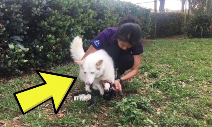 Woman Rescues Dog From Cage In Woods, Then Notices Its Legs