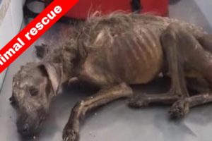 🐶Woman Rescues Dog in Terrible Condition & Gives Him  an Amazing Transformation 🥰