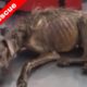 🐶Woman Rescues Dog in Terrible Condition & Gives Him  an Amazing Transformation 🥰