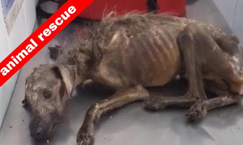 🐶Woman Rescues Dog in Terrible Condition & Gives Him  an Amazing Transformation 🥰