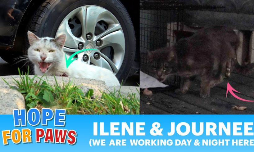 Working DAY and NIGHT to rescue injured animals - 2 rescues in 1 video ❤️💙