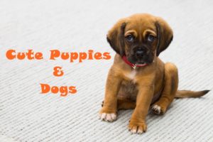World's Cutest Puppies & Dogs | Animal Lovers | Save Animals