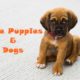 World's Cutest Puppies & Dogs | Animal Lovers | Save Animals