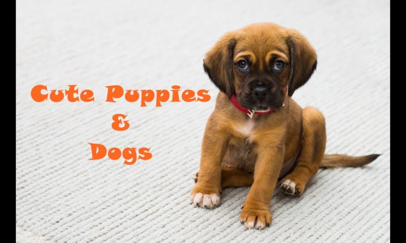 World's Cutest Puppies & Dogs | Animal Lovers | Save Animals