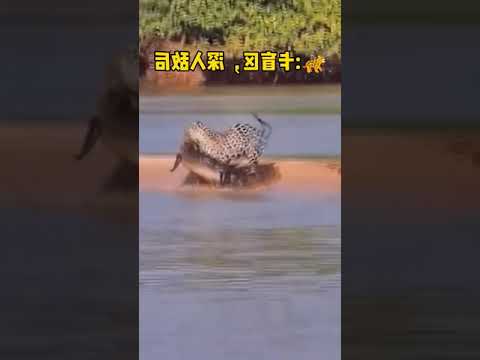 amazing animal #53 #Shorts