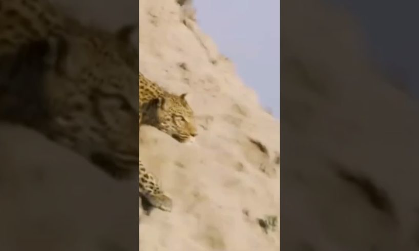 animal fights,animal fight night,animal fights caught on camera,animal fight club,animal fights comp