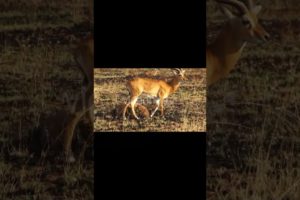 animals video !! #animal fight #animal kild small animal