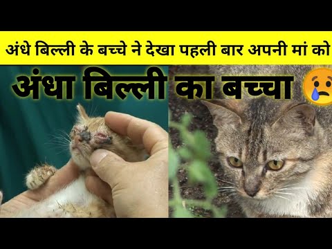 blind kitten 🐈 saw his mother for the first time || blind kitten || #catrescue #humanity #shorts