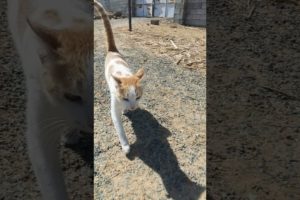 cat MEOWING 🐈😻🐈‍⬛ | beautiful cat walking | | petsget # playing pets # home animals#