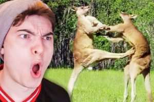 craziest animal fights caught on camera